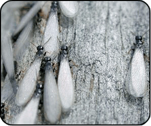 St. Louis subterranean termite swarmers