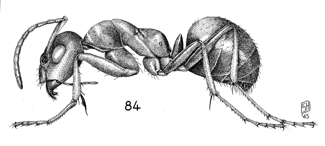 Ant Body