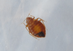 Bed Bugs St. Louis