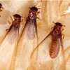 2013 Termite Swarming Season