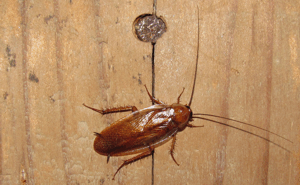 cockroach control