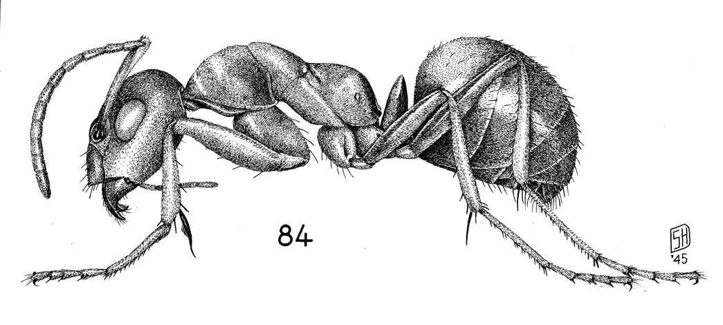 Image result for ant illustration