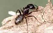 Large carpenter ant typically found in the United States