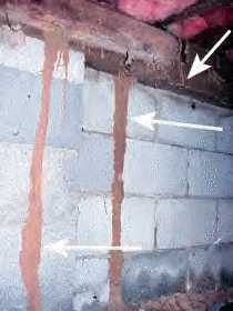 Saint Louis termite mud tubes on drywall
