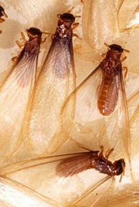St. Louis termite swarmer, termite remediation may be needed