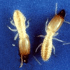 2013 Termites