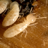 A Subterranean Termite